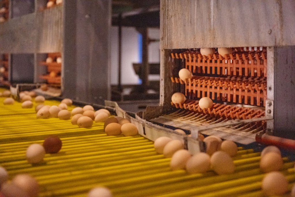 Automated Egg Picking Assembly Line for Modern Smart Agricultural Egg Hen Farms
