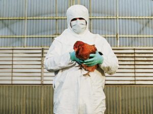 South Africa Mulls Poultry Import Rebates Amid Bird Flu Crisis