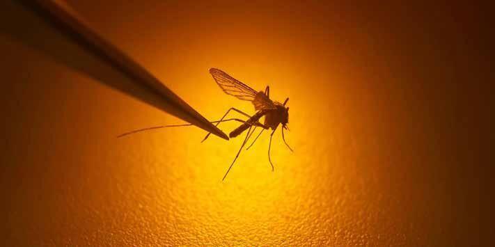 Department of Health sounds alarm over increase in malaria cases